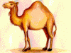 Camello1